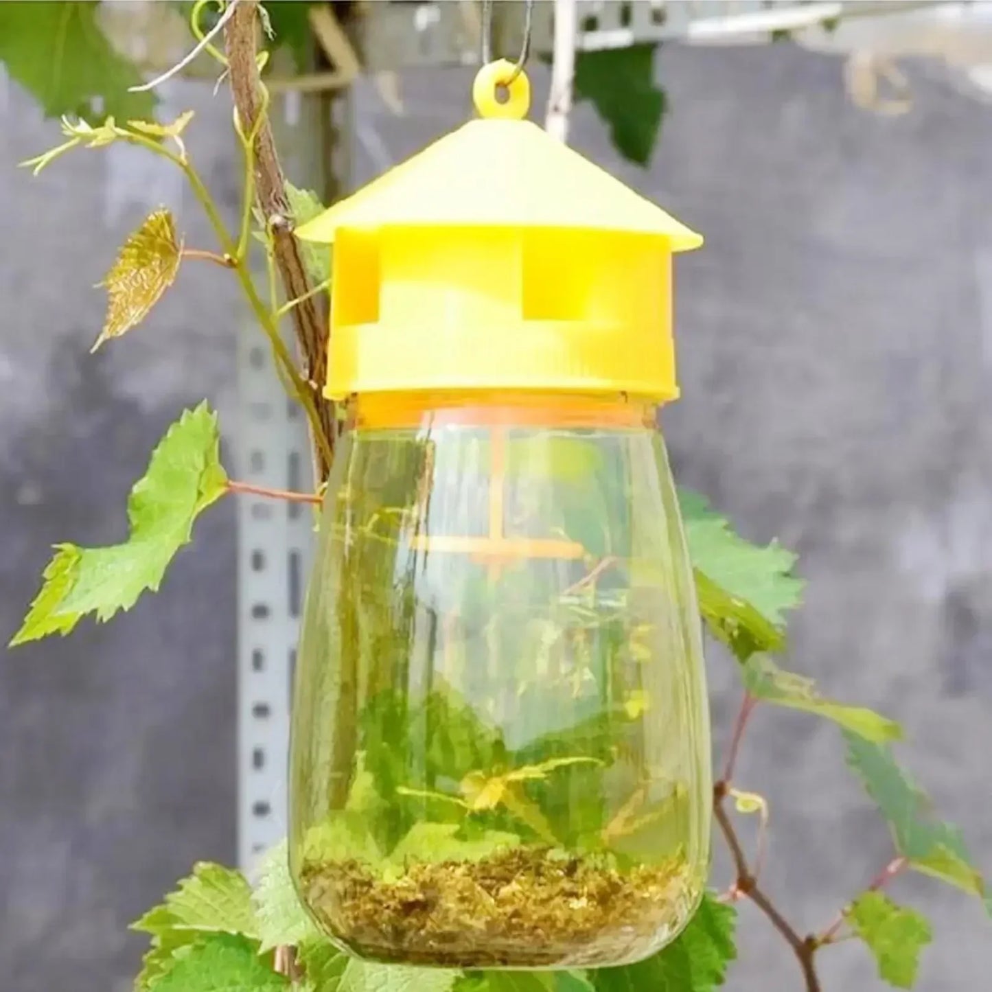 Fruit Fly Trap Killer Plastic Drosophila Trap Anti Fly Fruit Fly Killer Catcher Orchard Insect Trap Pest Control Products Drop
